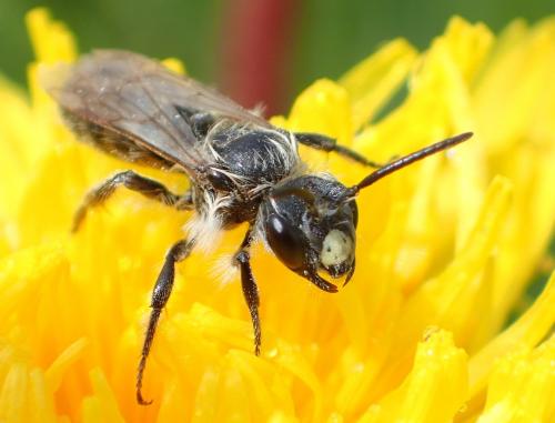 Andrena sp.